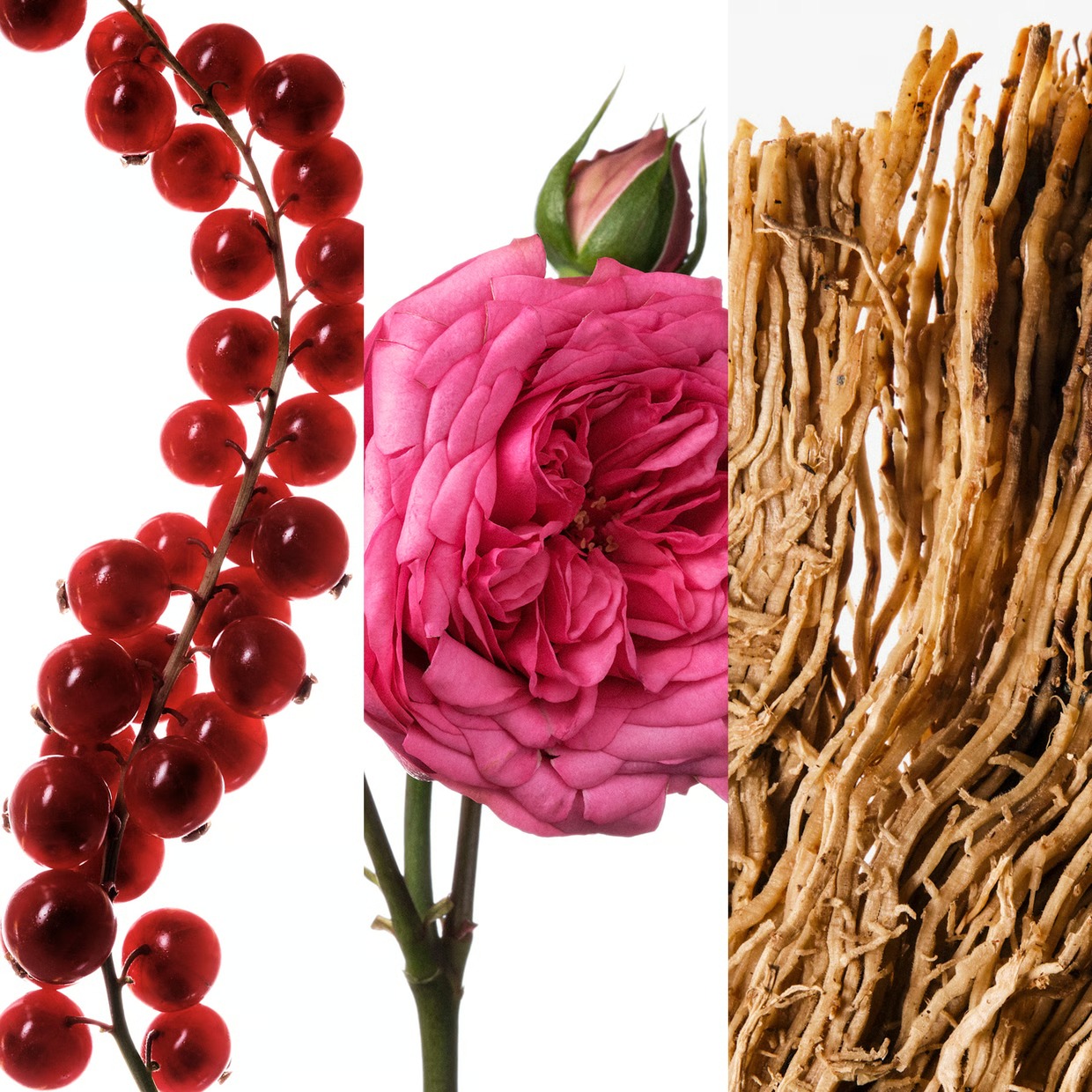 คาร์โรไลนา เฮเรร่า วีรี่ กู๊ด  - Women'S Perfume Rose Fragrance บทวิจารณ์และราคา